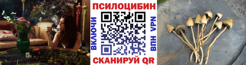 Купить  Казань  Псилоцибиновые грибы Cubensis 
